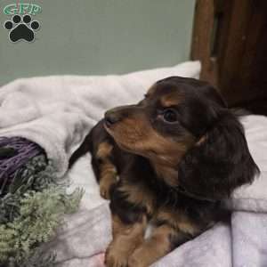 Lily, Dachshund Puppy